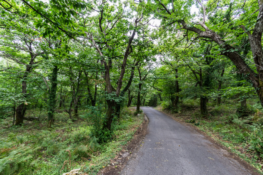 Strasse führt durch den Wald.